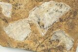 Six Fossil Ginkgo Leaves From North Dakota - Paleocene #198433-2